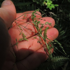 Torreyochloa pallida
