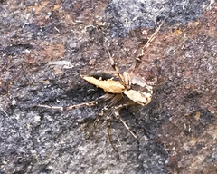 Oxyopes acleistus