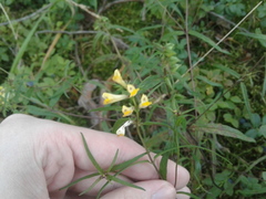 Melampyrum pratense