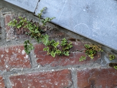 Asplenium ruta-muraria