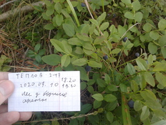 Vaccinium myrtillus