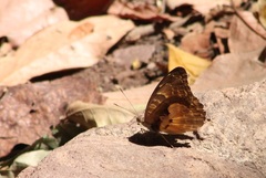 Euriphene gambiae gambiae