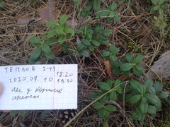 Vaccinium vitis-idaea