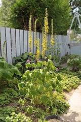Ligularia przewalskii