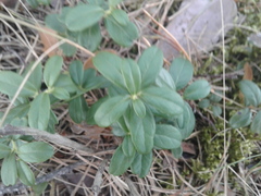 Vaccinium vitis-idaea