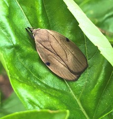 Stenoma exarata