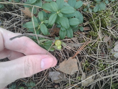 Vaccinium vitis-idaea