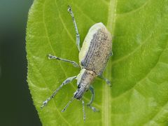 Chlorophanus viridis