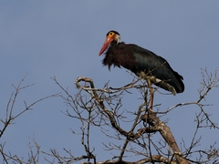 Ciconia stormi