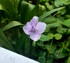 Tradescantia × andersoniana
