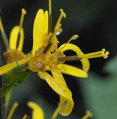 Ligularia przewalskii