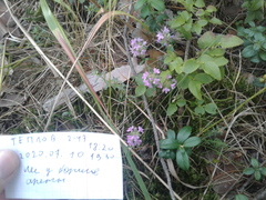 Thymus serpyllum
