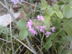 Thymus serpyllum