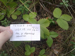 Fragaria vesca