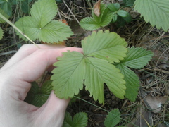 Fragaria vesca