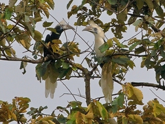 Berenicornis comatus