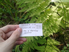 Dryopteris carthusiana