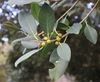 Port Jackson Fig - Photo (c) Tony Rebelo, some rights reserved (CC BY-SA), uploaded by Tony Rebelo