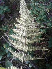 Dryopteris carthusiana