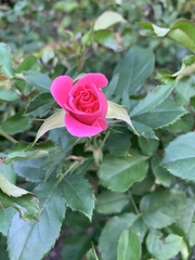 Rosa