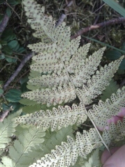 Dryopteris carthusiana