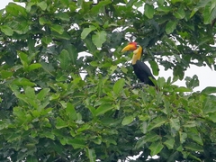 Rhabdotorrhinus corrugatus
