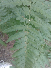 Pteridium pinetorum