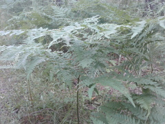 Pteridium pinetorum