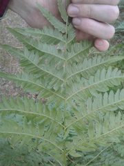 Pteridium pinetorum