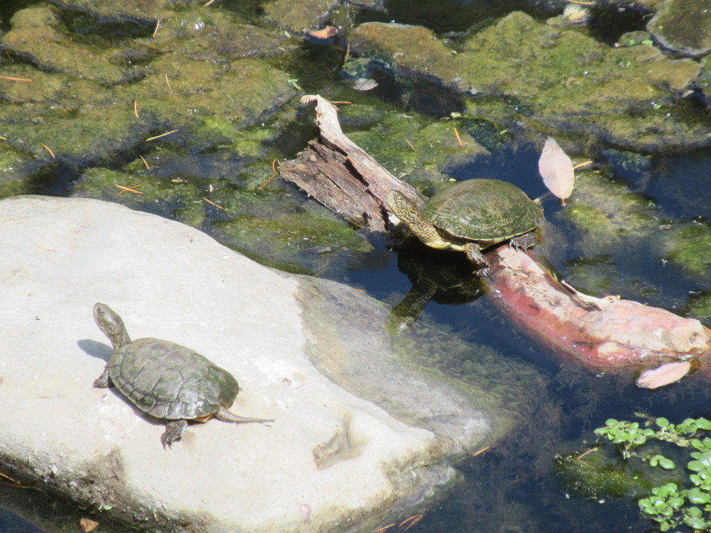 Western Pond Turtle from Alum Rock, San Jose, CA, USA on July 9, 2020