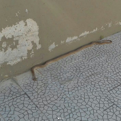 Elaphe quatuorlineata