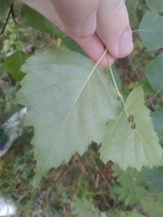 Betula pendula