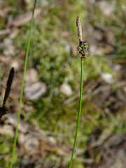 Carex ericetorum