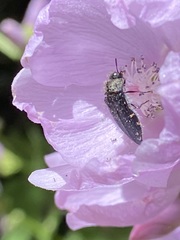 Acmaeodera knowltoni