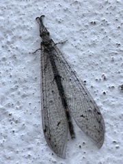 Distoleon canariensis