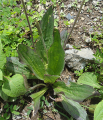 Plantago