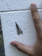 Distoleon canariensis