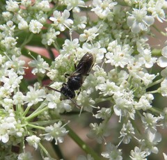 Hylaeus hyalinatus
