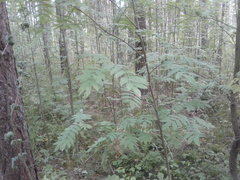 Sorbus aucuparia