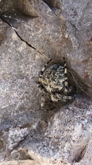 Araneus circe