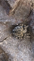 Araneus circe