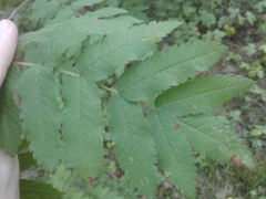 Sorbus aucuparia
