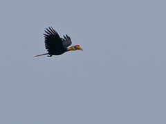 Rhabdotorrhinus corrugatus