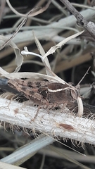 Calliptamus barbarus