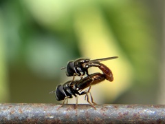 Paragus haemorrhous