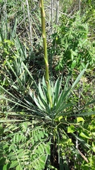 Yucca necopina