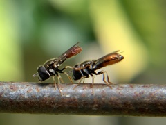 Paragus haemorrhous
