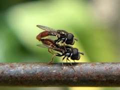 Paragus haemorrhous