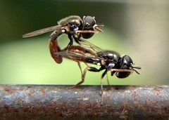 Paragus haemorrhous
