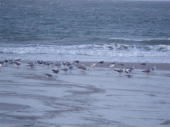 Chroicocephalus cirrocephalus